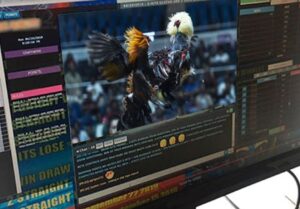 Các thuật ngữ trong đá gà cần biết khi xem đá gà online