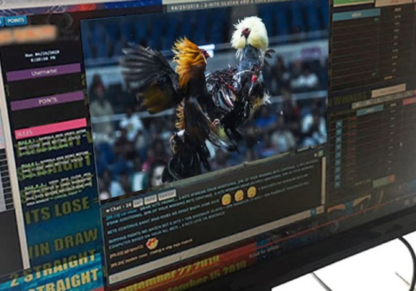 Các thuật ngữ trong đá gà cần biết khi xem đá gà online