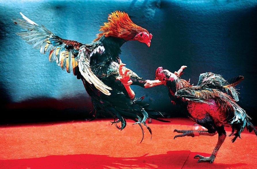 Phucbinhduong.vip - Địa Chỉ Xem Đá Gà Cựa Sắt Thomo Uy Tín Số 1